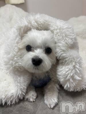 ƲХ顦clubTiara(ƥ) (26)414̥֥🐶