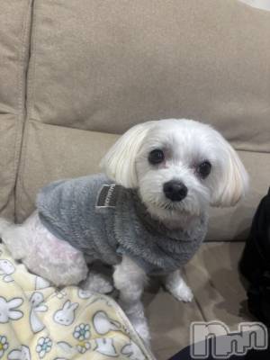 ��Ʋ����Х��顦�����clubTiara(�ƥ�����) ����(26)��12��11���̥�֥�����🤍��