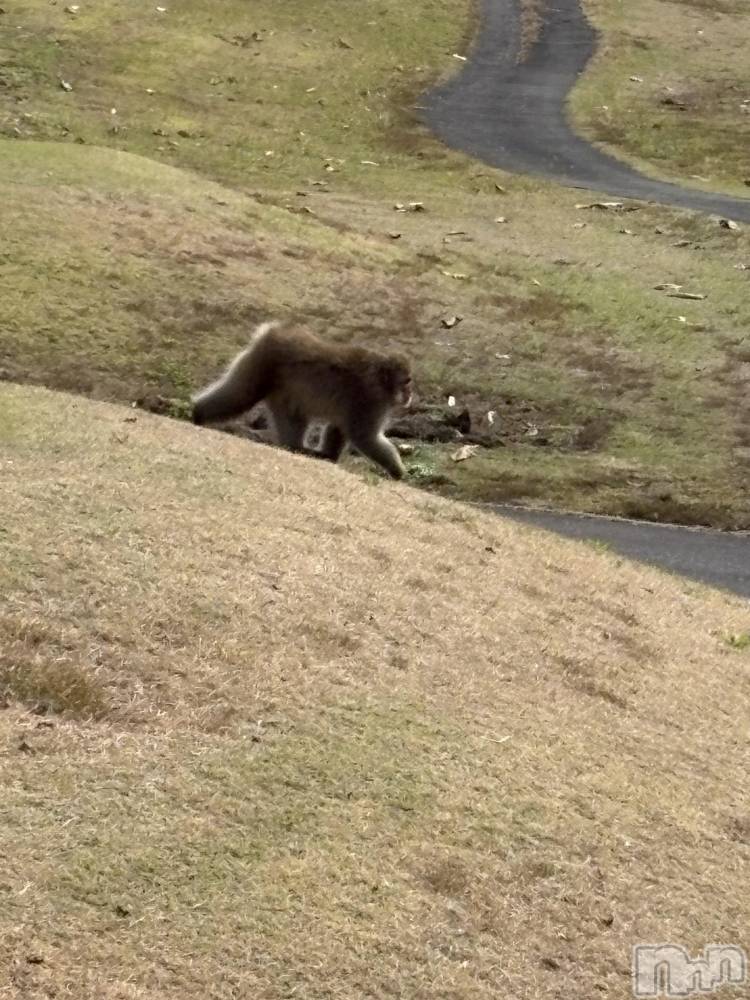 ȯѥ˥󥯥ֿ㥳ѥ˥󥯥ֲ(˥ѥ˥󥯥֥ϥʥ) 륯ޥޤ1025̥֥ưʪ