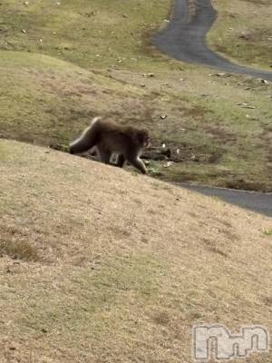 ȯѥ˥󥯥ֿ㥳ѥ˥󥯥ֲ(˥ѥ˥󥯥֥ϥʥ) 륯ޥ(33)1025̥֥ưʪ