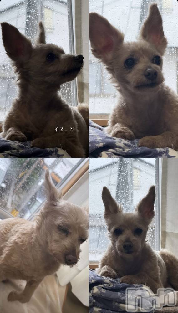 ƲХ顦CLUB FOUR GARDEN(֡եǥ) ˤʤ827̥֥🐕 ͗ ͗