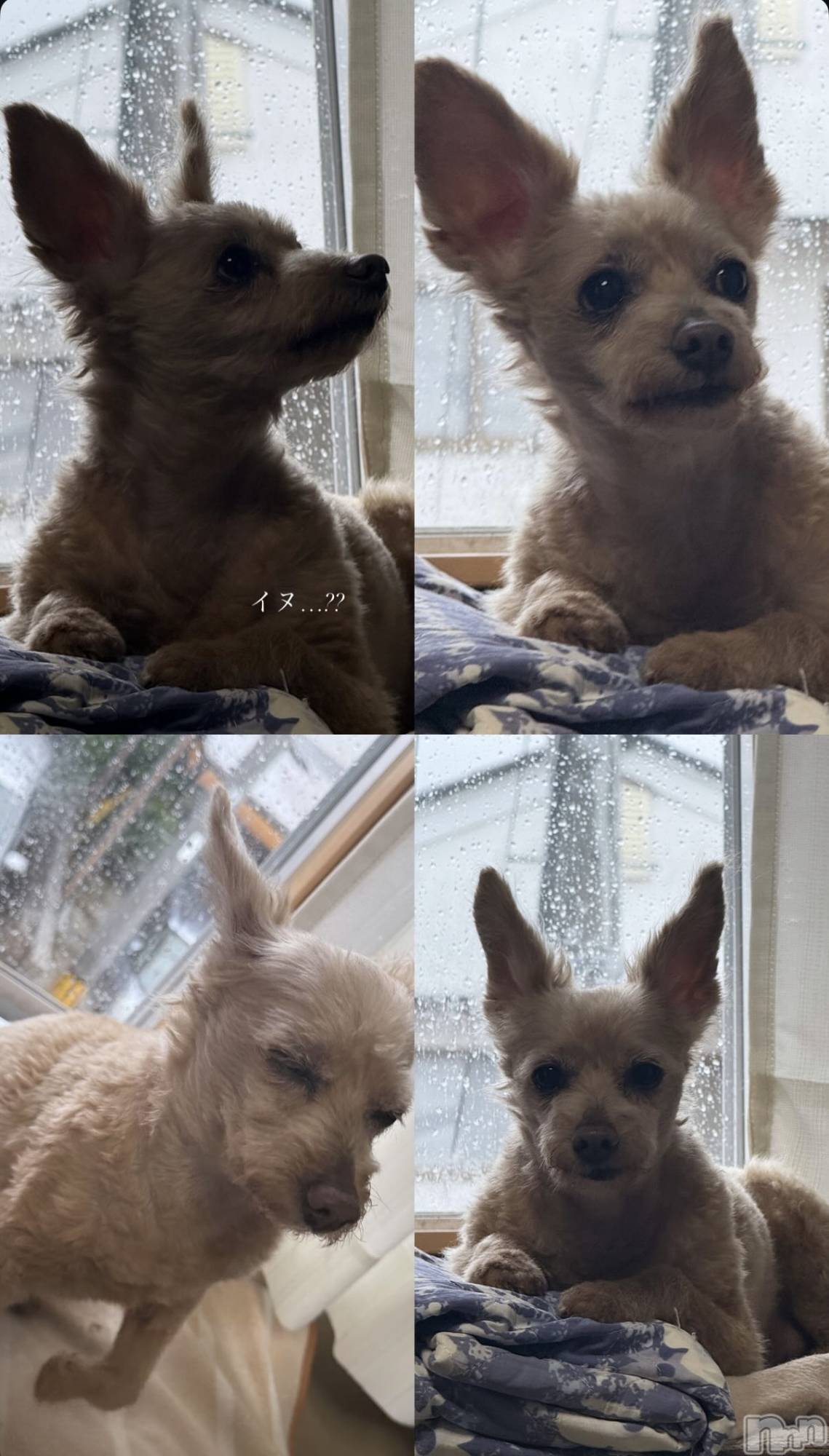 ƲХ顦CLUB FOUR GARDEN(֡եǥ) 2025ǯ827̥֥🐕 ͗ ͗
