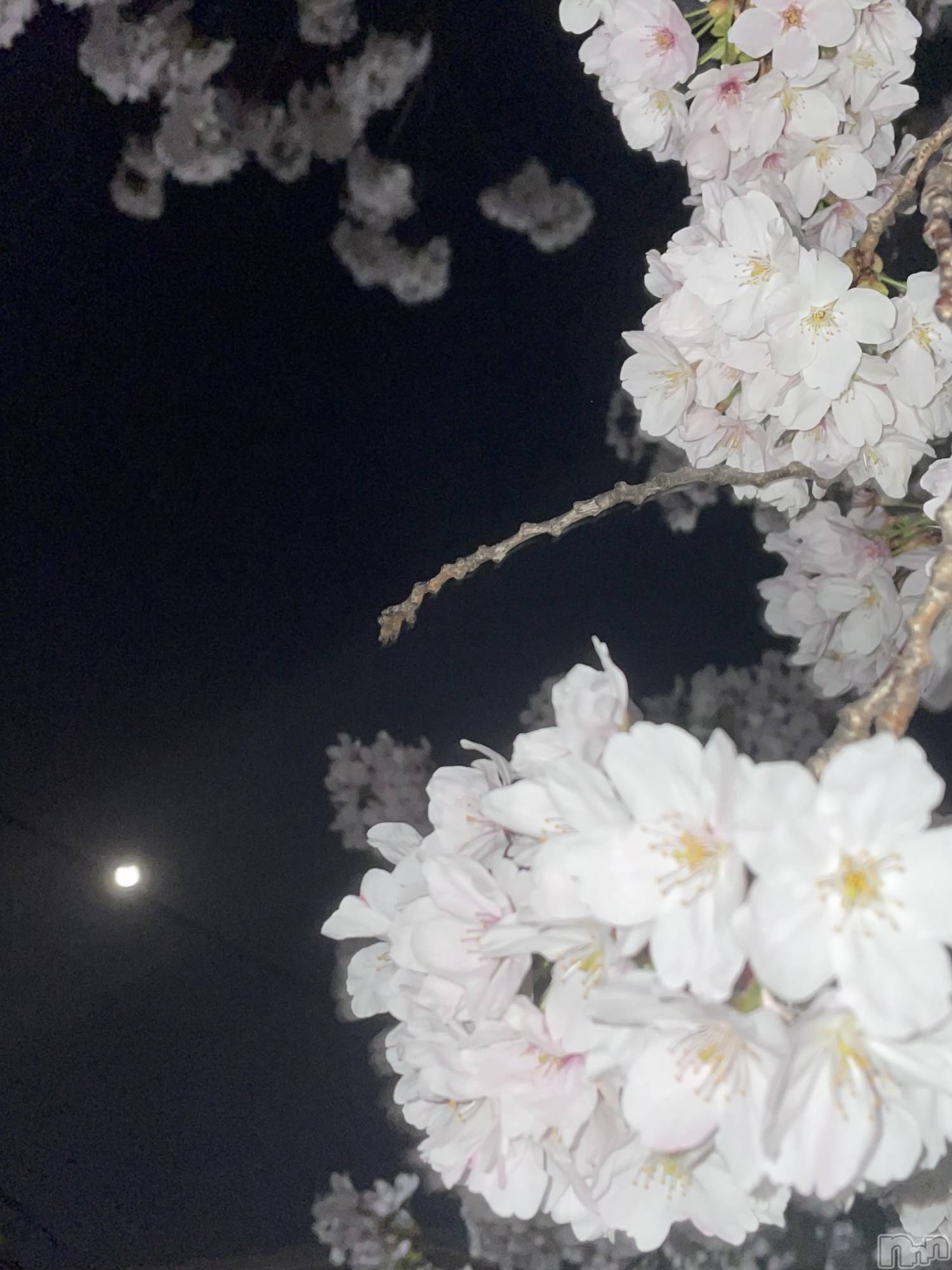 ʥå륺СʥåBar Peace(ʥåС ԡ) 2024ǯ417̥֥֤🌸