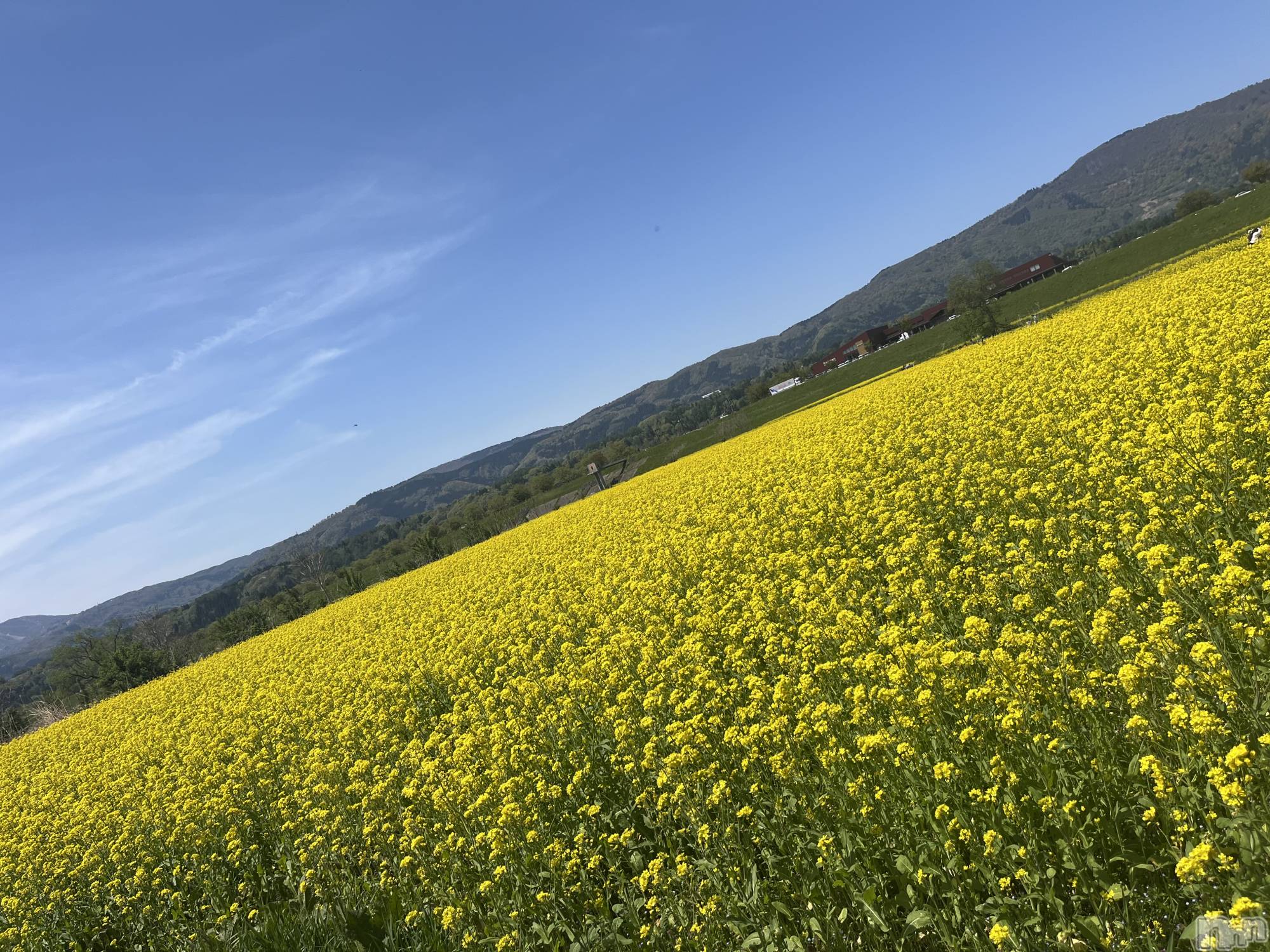 ľ���ť��ʥå��������륺�С��饦���㡹(�饦�󥸥������) ��2026ǯ4��27���̥�֥�����🌼💛🌼��