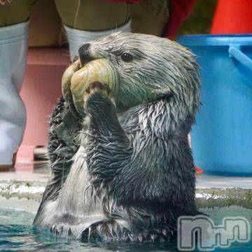 新潟人妻デリヘル 熟女の風俗 最終章(ジュクジョノフウゾクサイシュウショウ) さえ(49)の4月8日写メブログ「有り難うございました！」