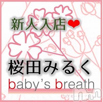Ĥߤ뤯ڿ͡(ҥߥ) Ĺҥߥġ󥺥 baby's breath(٥ӡ ֥쥹)ҡ