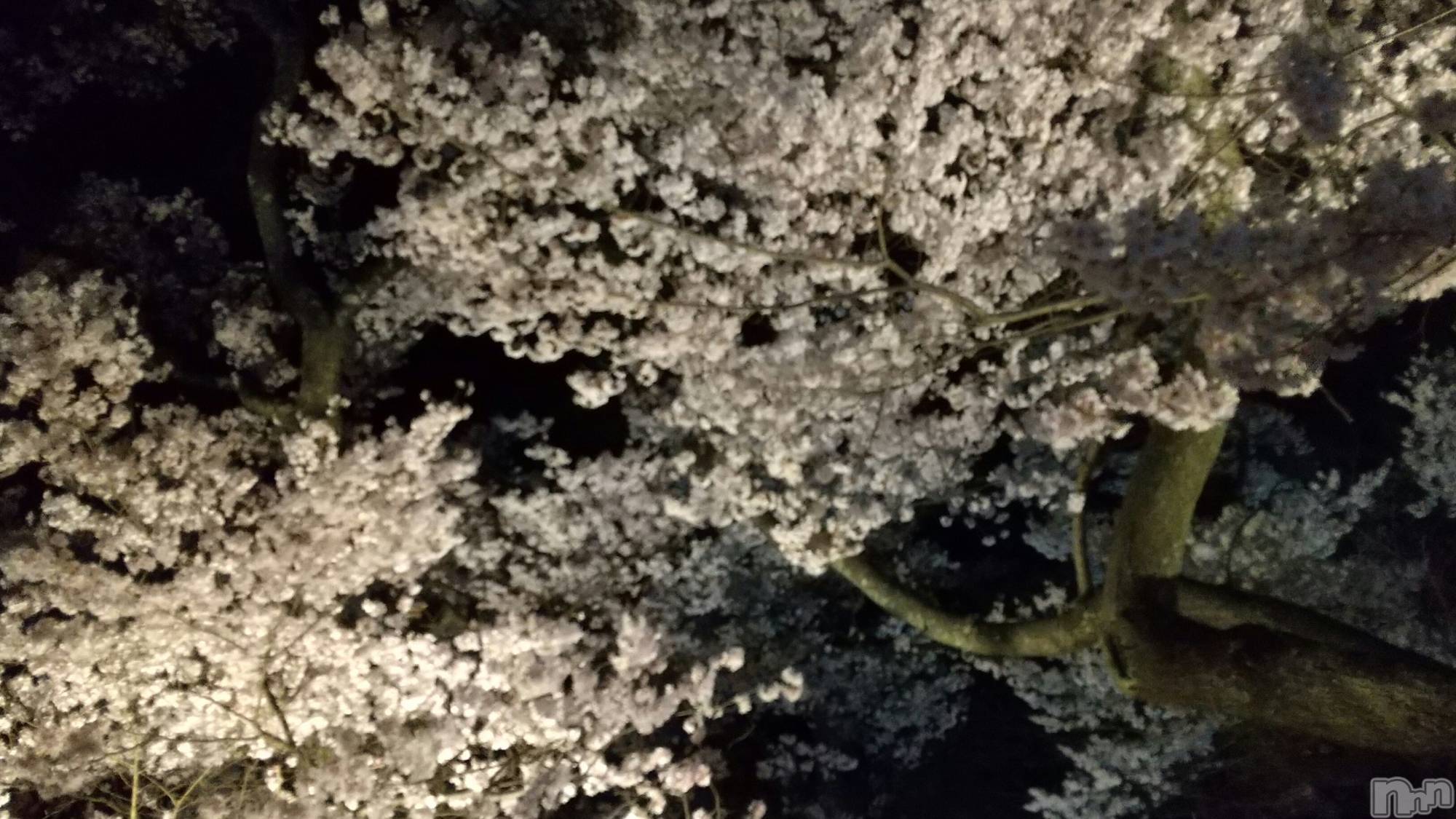 ��ˬ����Х��顦�����CLUB K����Prologue��(����֥���) ��2024ǯ3��31���̥�֥������Ԥ��󤷤�🌸��