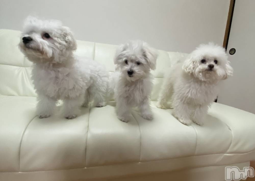 ��ˬ����Х��顦����֥���� �ץ���� ��ˬ(����� �ץ���� ����) �¼ �����3��27���̥�֥�����🐕🐾🫶��