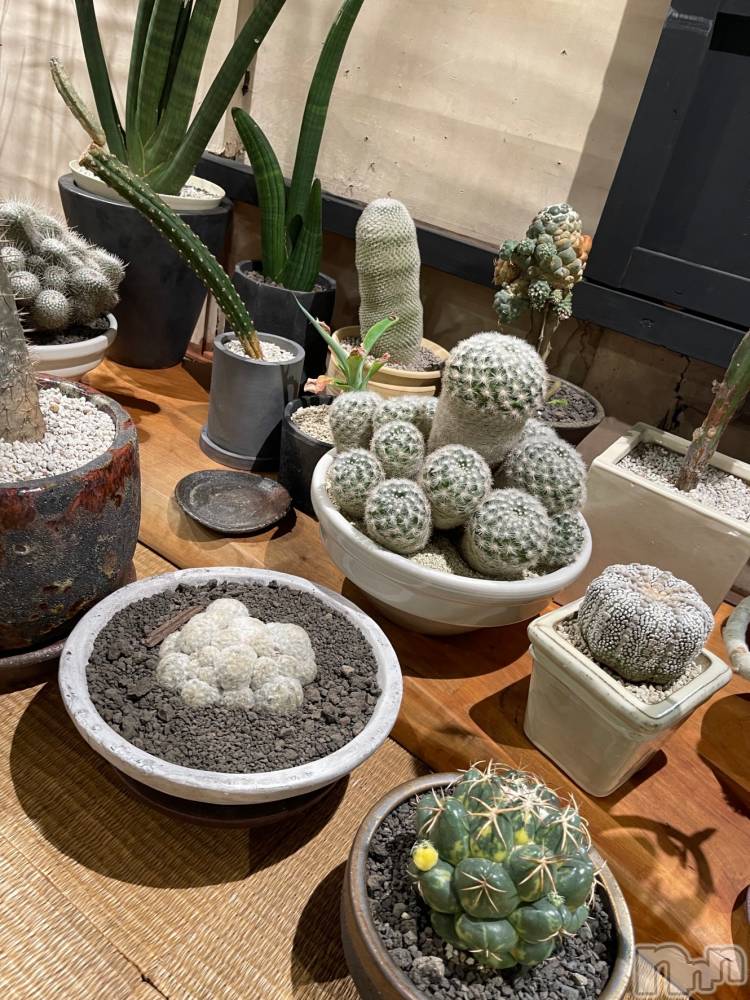 ��ˬ����Х��顦����֥���� �ץ���� ��ˬ(����� �ץ���� ����) �¼ �����3��29���̥�֥�����🌵💞��