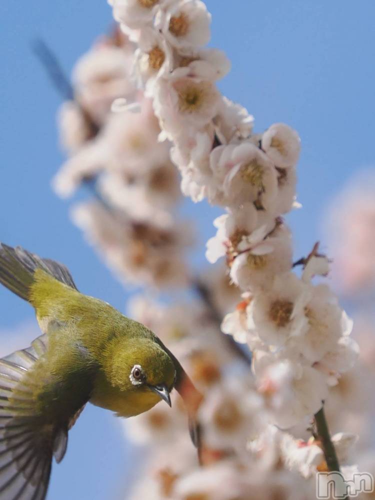 ��ˬ����Х��顦����֥���� �ץ���� ��ˬ(����� �ץ���� ����) �¼ �����4��10���̥�֥�����🌸��