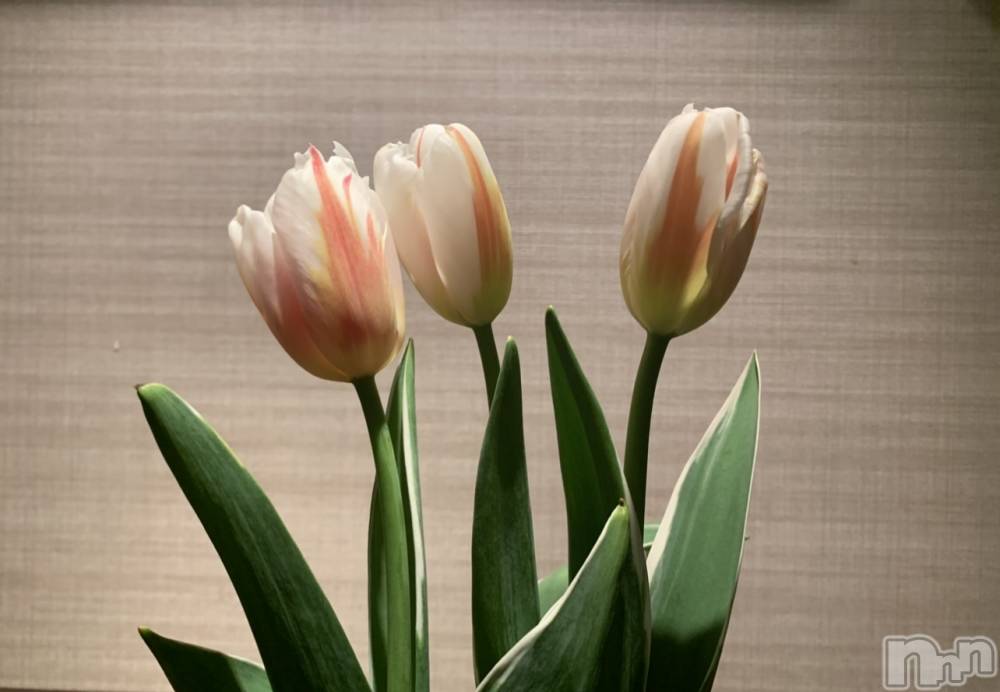 ��ˬ����Х��顦����֥���� �ץ���� ��ˬ(����� �ץ���� ����) �¼ �����4��26���̥�֥�����🌷��