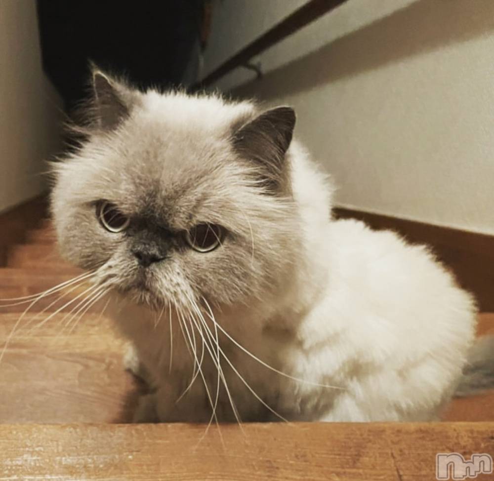 ��ˬ����Х��顦����֥���� �ץ���� ��ˬ(����� �ץ���� ����) �¼ �����5��8���̥�֥�����🐱��