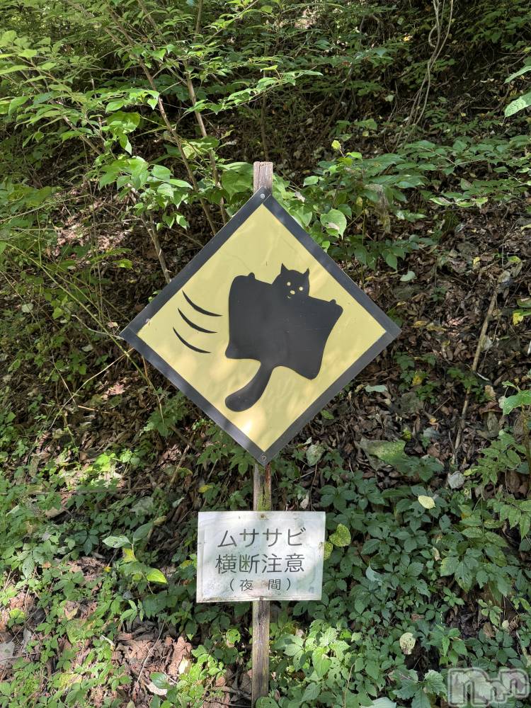 ��ˬ����Х��顦����֥���� �ץ���� ��ˬ(����� �ץ���� ����) �¼ �����9��7���̥�֥�����🐿��