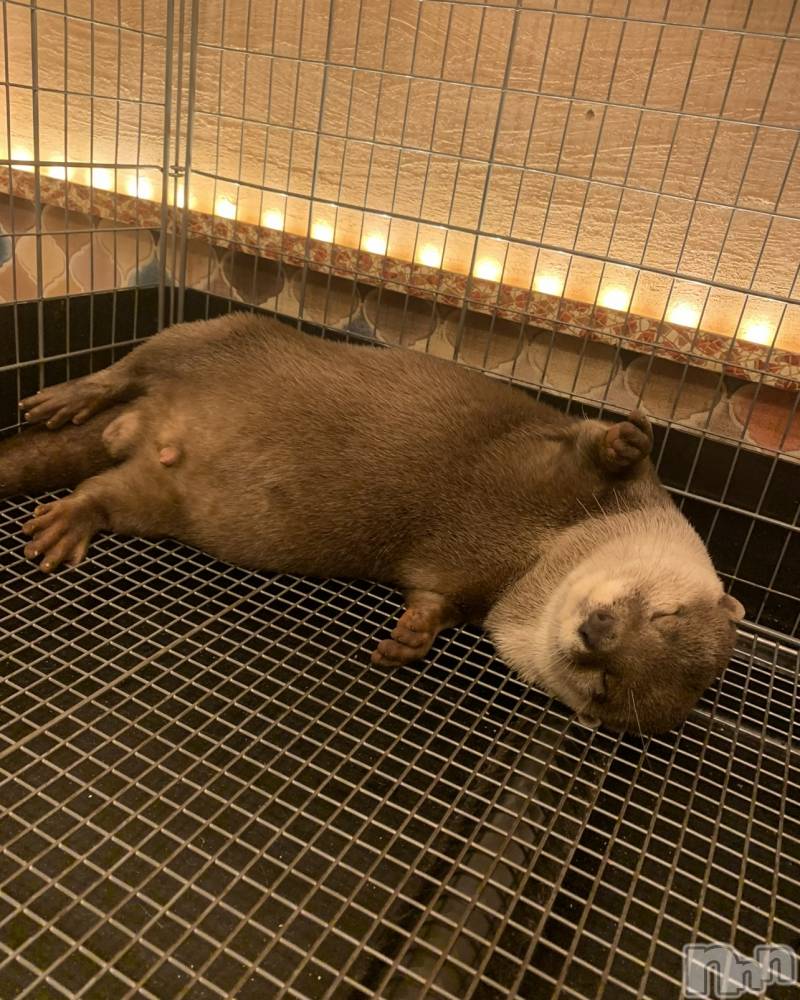 ��ˬ����Х��顦����֥���� �ץ���� ��ˬ(����� �ץ���� ����) �¼ �����11��23���̥�֥�����🐶��