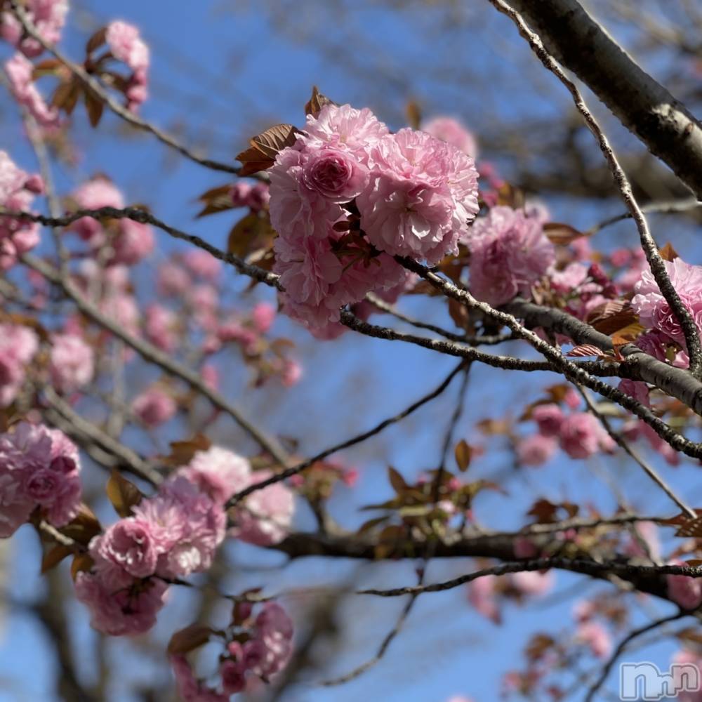 ��ˬ����Х��顦����֥���� �ץ���� ��ˬ(����� �ץ���� ����) �¼ �����4��9���̥�֥�����🤍��