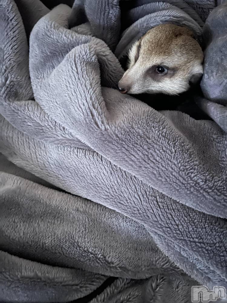 ��ˬ����Х��顦����֥���� �ץ���� ��ˬ(����� �ץ���� ����) �¼ �����4��19���̥�֥�����🤍��