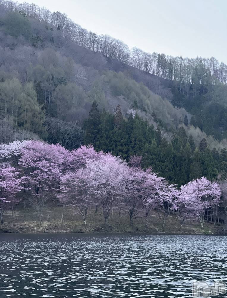 ��ˬ����Х��顦����֥���� �ץ���� ��ˬ(����� �ץ���� ����) �¼ �����4��22���̥�֥�����🤍��