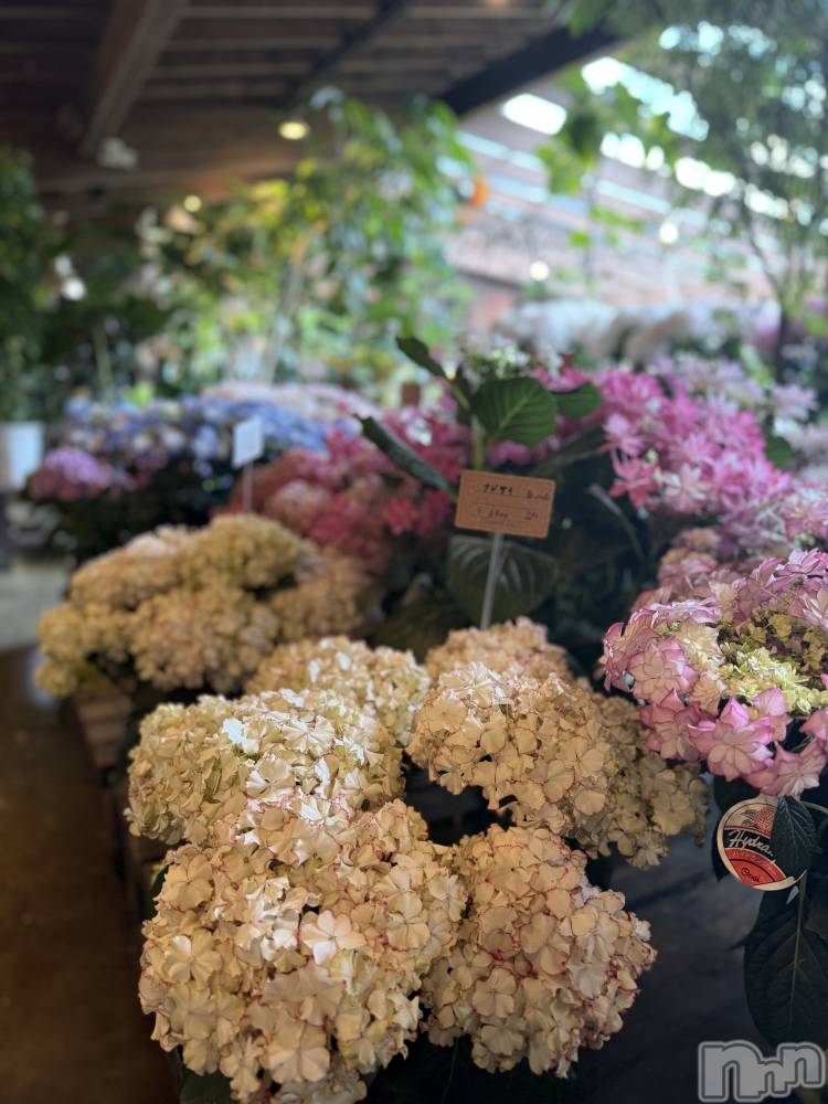 ��ˬ����Х��顦����֥���� �ץ���� ��ˬ(����� �ץ���� ����) �¼ �����6��11���̥�֥�����🤍��