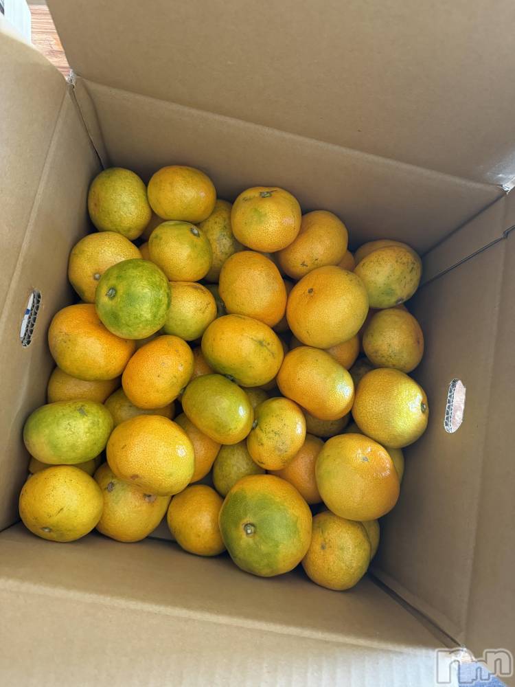 ��ˬ����Х��顦����֥���� �ץ���� ��ˬ(����� �ץ���� ����) �¼ �����11��6���̥�֥�����🤍��