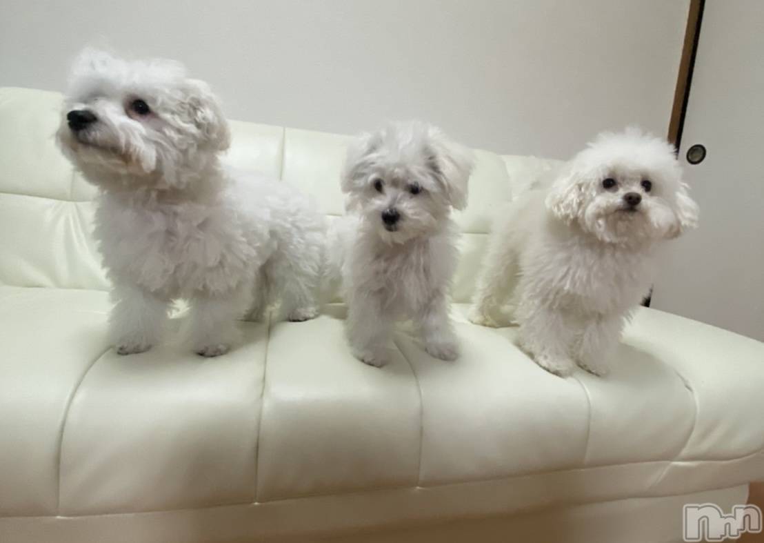 ��ˬ����Х��顦����֥���� �ץ���� ��ˬ(����� �ץ���� ����) ��2024ǯ3��27���̥�֥�����🐕🐾🫶��