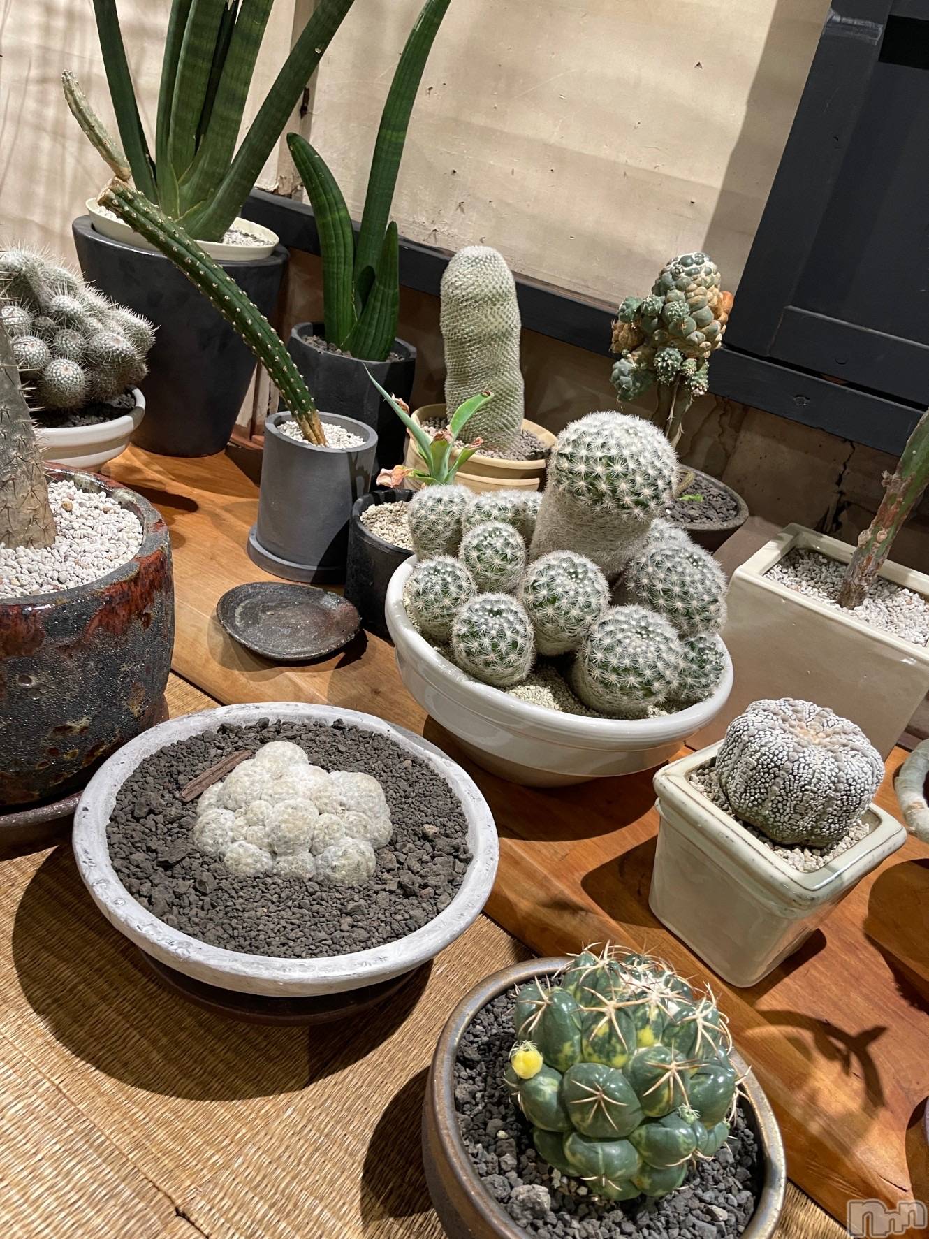 ��ˬ����Х��顦����֥���� �ץ���� ��ˬ(����� �ץ���� ����) ��2024ǯ3��29���̥�֥�����🌵💞��