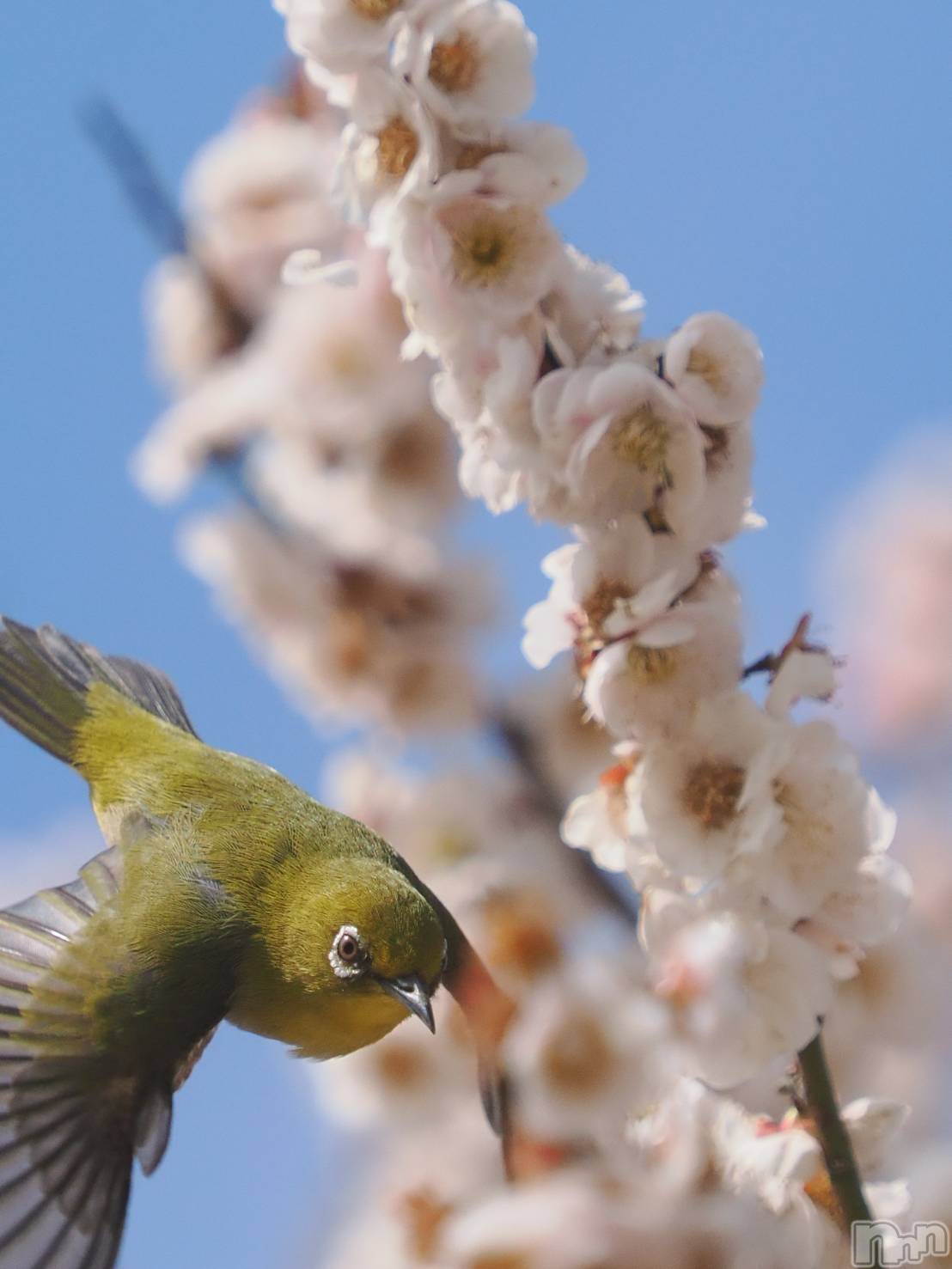 ��ˬ����Х��顦����֥���� �ץ���� ��ˬ(����� �ץ���� ����) ��2024ǯ4��10���̥�֥�����🌸��