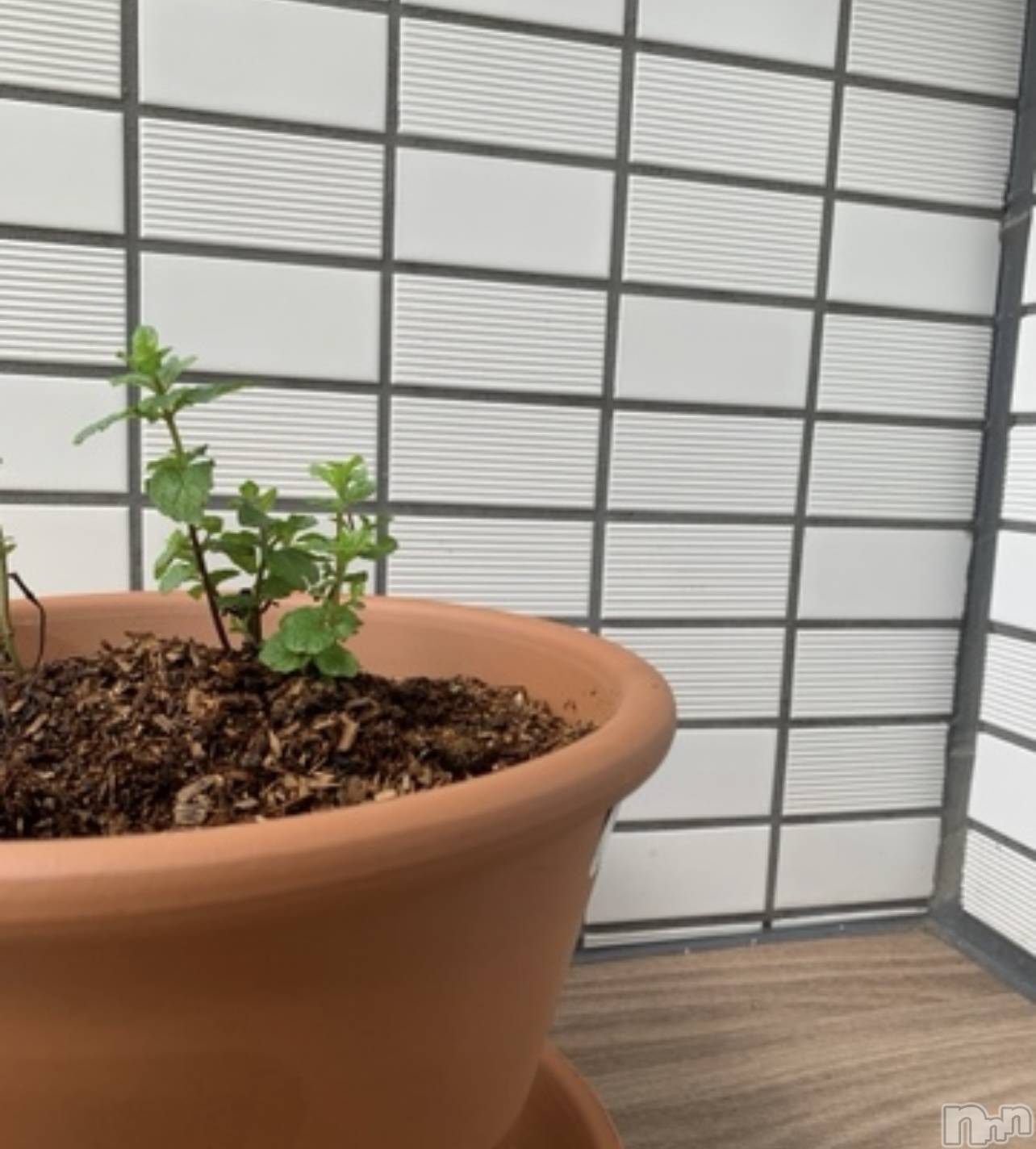 ��ˬ����Х��顦����֥���� �ץ���� ��ˬ(����� �ץ���� ����) ��2024ǯ4��25���̥�֥�����🌱��