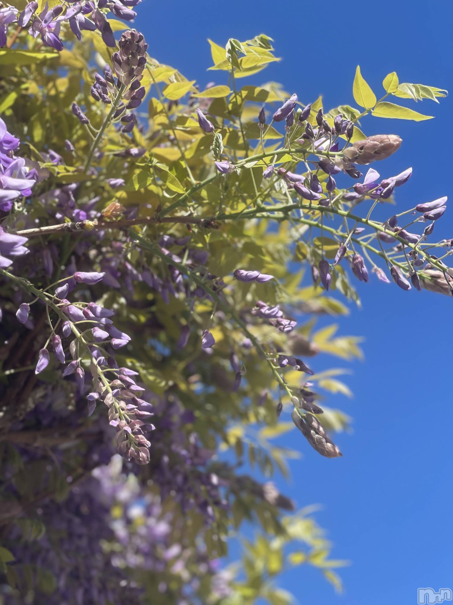 ��ˬ����Х��顦����֥���� �ץ���� ��ˬ(����� �ץ���� ����) ��2024ǯ5��3���̥�֥�����💜��