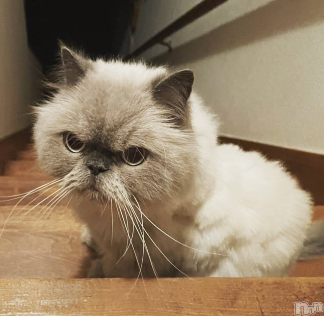 ��ˬ����Х��顦����֥���� �ץ���� ��ˬ(����� �ץ���� ����) ��2024ǯ5��8���̥�֥�����🐱��