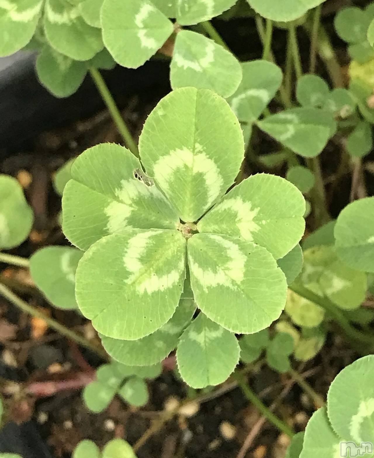 ��ˬ����Х��顦����֥���� �ץ���� ��ˬ(����� �ץ���� ����) ��2024ǯ5��24���̥�֥�����🍀��