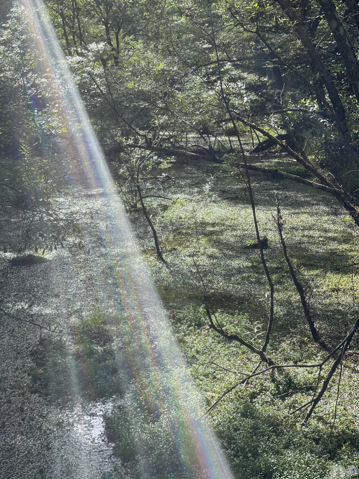 ��ˬ����Х��顦����֥���� �ץ���� ��ˬ(����� �ץ���� ����) ��2024ǯ6��8���̥�֥�����🌈ᵕ̈*��