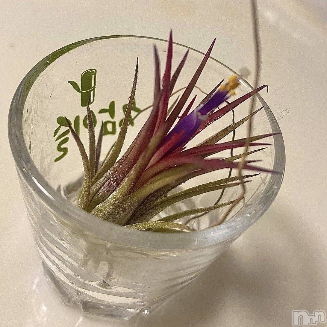 ��ˬ����Х��顦����֥���� �ץ���� ��ˬ(����� �ץ���� ����) ��2024ǯ6��14���̥�֥�����🌵��