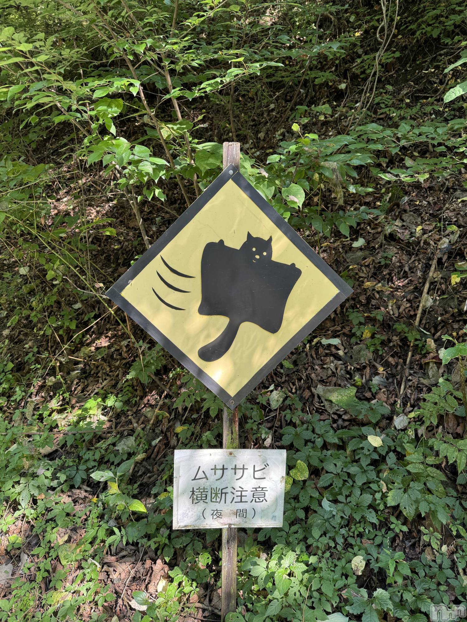 ��ˬ����Х��顦����֥���� �ץ���� ��ˬ(����� �ץ���� ����) ��2024ǯ9��7���̥�֥�����🐿��