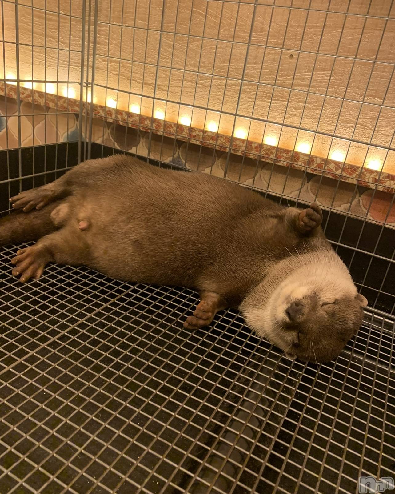 ��ˬ����Х��顦����֥���� �ץ���� ��ˬ(����� �ץ���� ����) ��2024ǯ11��23���̥�֥�����🐶��