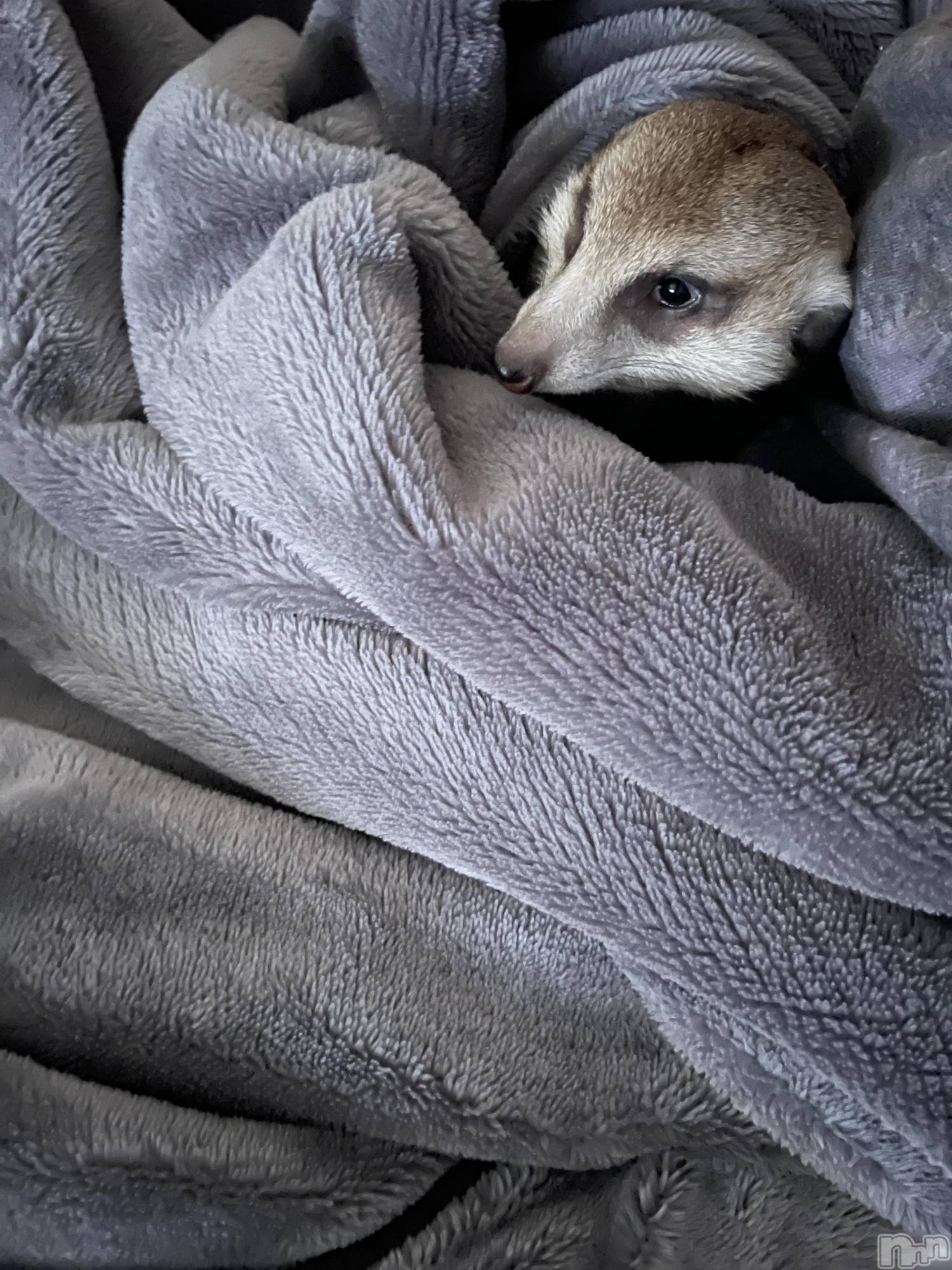 ��ˬ����Х��顦����֥���� �ץ���� ��ˬ(����� �ץ���� ����) ��2025ǯ4��19���̥�֥�����🤍��