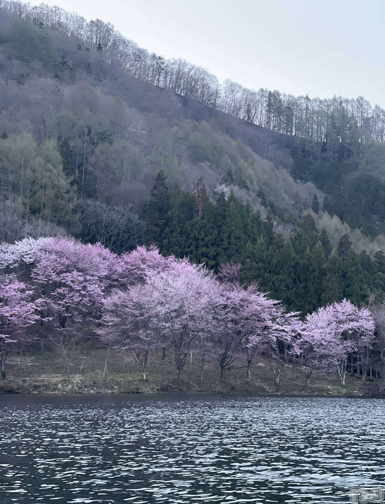 ��ˬ����Х��顦����֥���� �ץ���� ��ˬ(����� �ץ���� ����) ��2025ǯ4��22���̥�֥�����🤍��