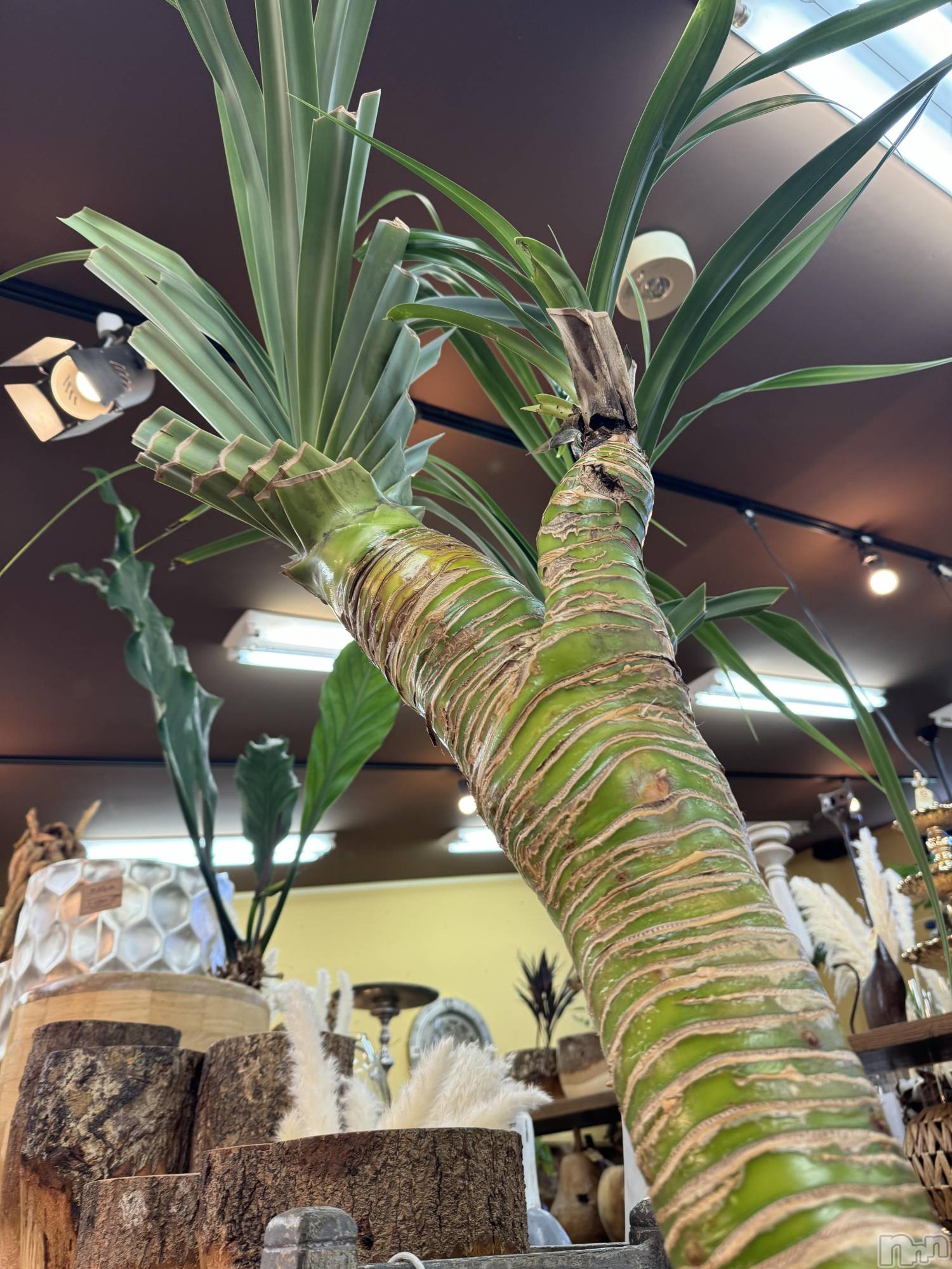 ��ˬ����Х��顦����֥���� �ץ���� ��ˬ(����� �ץ���� ����) ��2025ǯ6��4���̥�֥�����🤍��