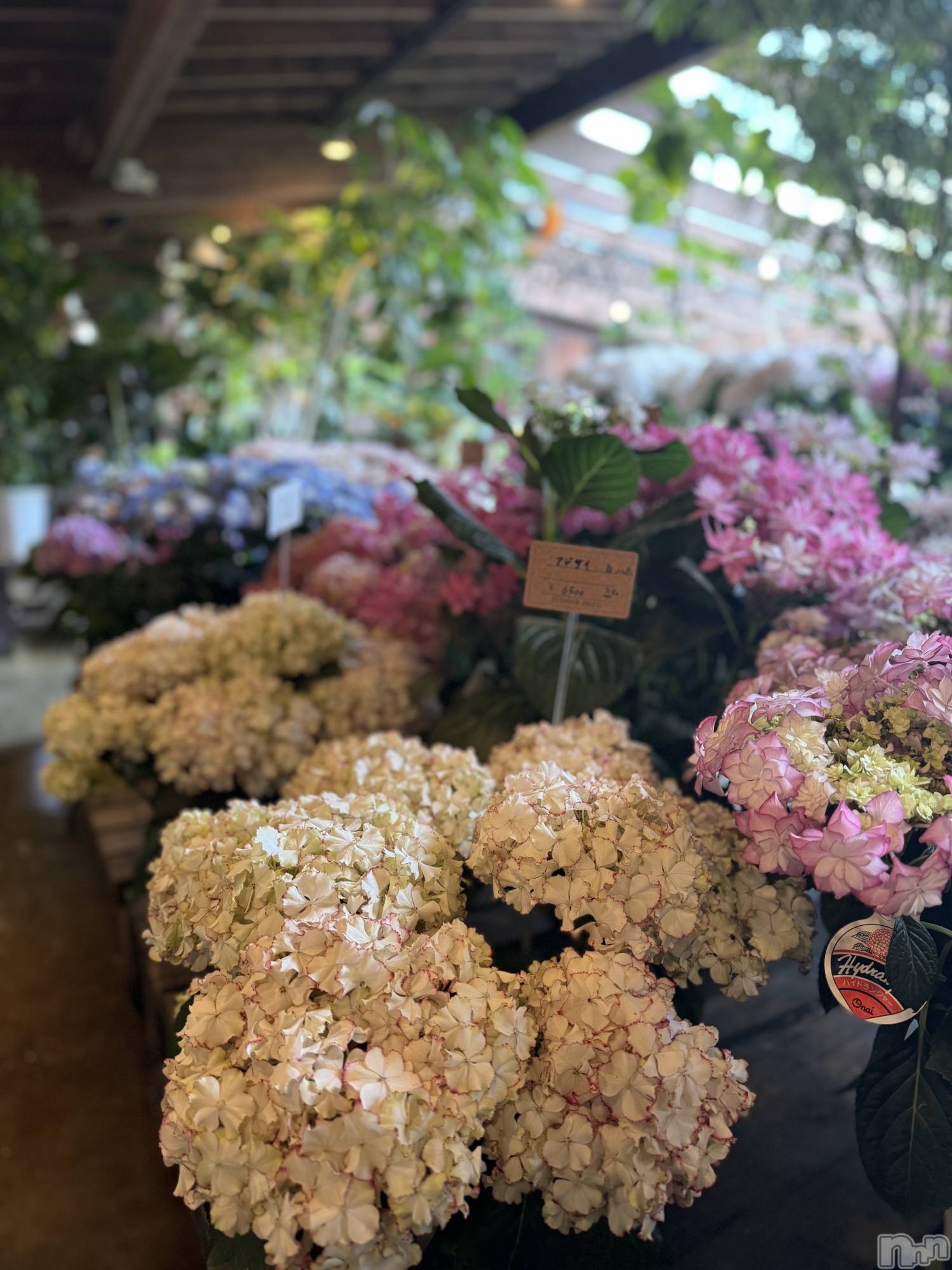 ��ˬ����Х��顦����֥���� �ץ���� ��ˬ(����� �ץ���� ����) ��2025ǯ6��11���̥�֥�����🤍��