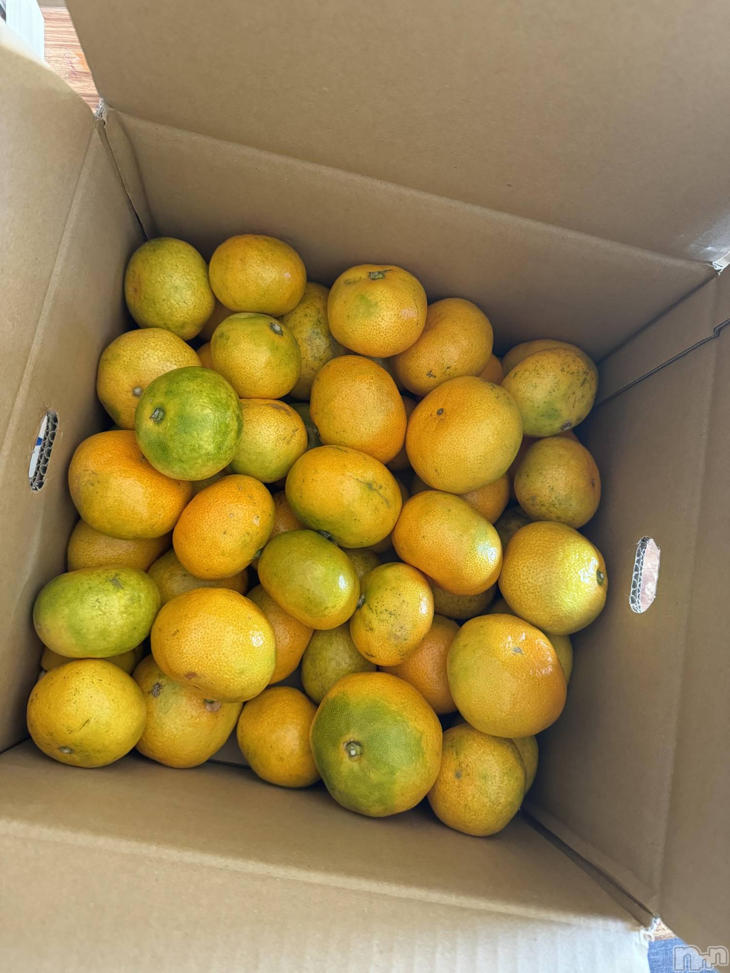 ��ˬ����Х��顦����֥���� �ץ���� ��ˬ(����� �ץ���� ����) ��2025ǯ11��6���̥�֥�����🤍��