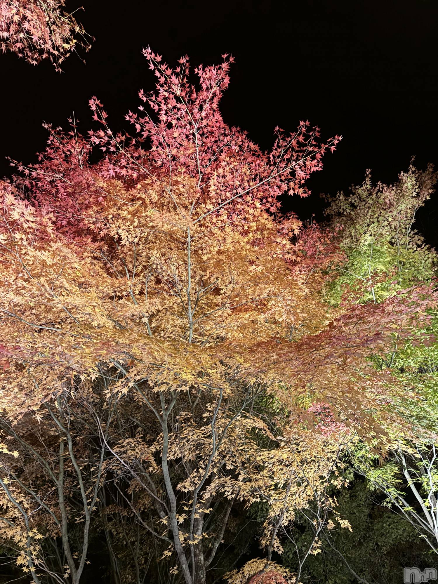 ��ˬ����Х��顦����֥���� �ץ���� ��ˬ(����� �ץ���� ����) ��2025ǯ11��25���̥�֥�����🤍��