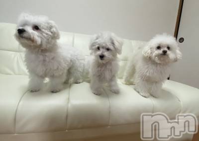 ��ˬ����Х��顦����֥���� �ץ���� ��ˬ(����� �ץ���� ����) �¼ �����3��27���̥�֥�����🐕🐾🫶��