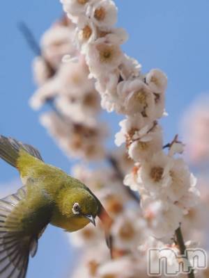 ��ˬ����Х��顦����֥���� �ץ���� ��ˬ(����� �ץ���� ����) �¼ �����4��10���̥�֥�����🌸��