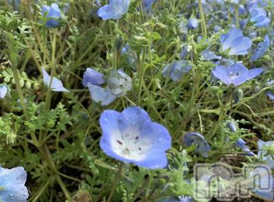 ��ˬ����Х��顦����֥���� �ץ���� ��ˬ(����� �ץ���� ����) �¼ �����4��19���̥�֥����֤���Ȫ🌷*�ߡ�