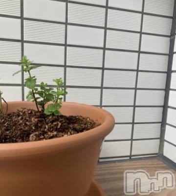 ��ˬ����Х��顦����֥���� �ץ���� ��ˬ(����� �ץ���� ����) �¼ �����4��25���̥�֥�����🌱��