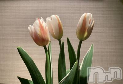 ��ˬ����Х��顦����֥���� �ץ���� ��ˬ(����� �ץ���� ����) �¼ �����4��26���̥�֥�����🌷��