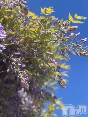 ��ˬ����Х��顦����֥���� �ץ���� ��ˬ(����� �ץ���� ����) �¼ �����5��3���̥�֥�����💜��