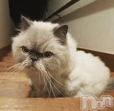 ��ˬ����Х��顦����֥���� �ץ���� ��ˬ(����� �ץ���� ����) �¼ �����5��8���̥�֥�����🐱��