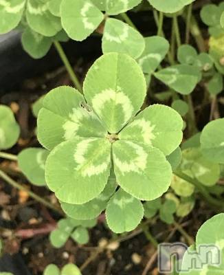 ��ˬ����Х��顦����֥���� �ץ���� ��ˬ(����� �ץ���� ����) �¼ �����5��24���̥�֥�����🍀��