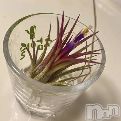 ��ˬ����Х��顦����֥���� �ץ���� ��ˬ(����� �ץ���� ����) �¼ �����6��14���̥�֥�����🌵��