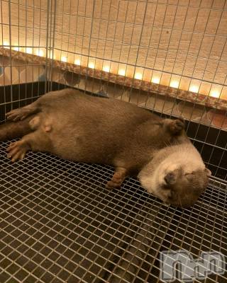 ��ˬ����Х��顦����֥���� �ץ���� ��ˬ(����� �ץ���� ����) �¼ �����11��23���̥�֥�����🐶��